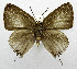  (Deudorix lorisona - USNM ENT 01067424)  @11 [ ] Unspecified (default): All Rights Reserved  Unspecified Unspecified