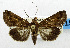  (Lophoptera coangulata - USNM ENT 01067444)  @14 [ ] Unspecified (default): All Rights Reserved  Unspecified Unspecified