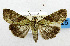  (Lophoptera acuda - USNM ENT 01067446)  @13 [ ] Unspecified (default): All Rights Reserved  Unspecified Unspecified