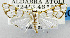  (Cirrhochrista oxylalis - USNM ENT 01067589)  @13 [ ] Unspecified (default): All Rights Reserved  Unspecified Unspecified