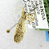  (Ematheudes neonepsia - USNM ENT 01067650)  @12 [ ] Unspecified (default): All Rights Reserved  Unspecified Unspecified