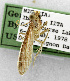  (Maliarpha separatella - USNM ENT 01067663)  @13 [ ] Unspecified (default): All Rights Reserved  Unspecified Unspecified