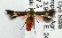  (Eretmocera sp - USNM ENT 01067765)  @14 [ ] Unspecified (default): All Rights Reserved  Unspecified Unspecified