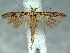  (Scrobipalpa sp - USNM ENT 01067812)  @14 [ ] Unspecified (default): All Rights Reserved  Unspecified Unspecified