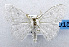  ( - USNM ENT 01067823)  @12 [ ] Unspecified (default): All Rights Reserved  Unspecified Unspecified