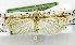  (Maliarpha longisignumella - USNM ENT 01067967)  @14 [ ] Unspecified (default): All Rights Reserved  Unspecified Unspecified