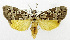  ( - USNM ENT 01067987)  @11 [ ] Unspecified (default): All Rights Reserved  Unspecified Unspecified