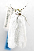  (Chasmina sp - USNM ENT 01068042)  @12 [ ] Unspecified (default): All Rights Reserved  Unspecified Unspecified