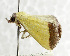  (Antarchaea subflavalis - USNM ENT 01068053)  @14 [ ] Unspecified (default): All Rights Reserved  Unspecified Unspecified