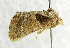  (Diparopsis watersi - USNM ENT 01068055)  @14 [ ] Unspecified (default): All Rights Reserved  Unspecified Unspecified