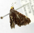  (Stemmatophora albiceps - USNM ENT 01068062)  @11 [ ] Unspecified (default): All Rights Reserved  Unspecified Unspecified