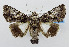  (Catephia sp - USNM ENT 01068120)  @15 [ ] Unspecified (default): All Rights Reserved  Unspecified Unspecified