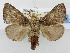  (Praesetora kinabalua - USNM ENT 01068141)  @13 [ ] Unspecified (default): All Rights Reserved  Unspecified Unspecified