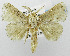  (Susica heringi - USNM ENT 01068144)  @15 [ ] Unspecified (default): All Rights Reserved  Unspecified Unspecified