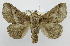  (Thosea trifurca - USNM ENT 01068148)  @11 [ ] Unspecified (default): All Rights Reserved  Unspecified Unspecified