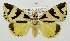 (Attatha attathoides - USNM ENT 01068164)  @14 [ ] Unspecified (default): All Rights Reserved  Unspecified Unspecified
