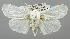  (Chasmina basiflava - USNM ENT 01068178)  @11 [ ] Unspecified (default): All Rights Reserved  Unspecified Unspecified