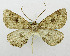  (Cleora stenoglypta - USNM ENT 01068198)  @14 [ ] Unspecified (default): All Rights Reserved  Unspecified Unspecified