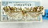 (Carposina paracrinifera - USNM ENT 01068258)  @13 [ ] Unspecified (default): All Rights Reserved  Unspecified Unspecified
