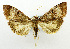 (Uresiphita polygonalis ochrocrossa - USNM ENT 01068275)  @14 [ ] Unspecified (default): All Rights Reserved  Unspecified Unspecified