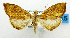  (Hyalobathra variabilis - USNM ENT 01068276)  @15 [ ] Unspecified (default): All Rights Reserved  Unspecified Unspecified