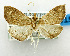  ( - USNM ENT 01068277)  @11 [ ] Unspecified (default): All Rights Reserved  Unspecified Unspecified