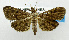  (Herpetogramma sp - USNM ENT 01068293)  @15 [ ] Unspecified (default): All Rights Reserved  Unspecified Unspecified