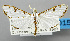  (Cirrhochrista metisalis - USNM ENT 01068308)  @14 [ ] Unspecified (default): All Rights Reserved  Unspecified Unspecified