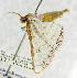  (Rhodoneura serraticornis - USNM ENT 01068318)  @14 [ ] Unspecified (default): All Rights Reserved  Unspecified Unspecified