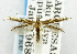  (Cosmopterix diandra - USNM ENT 01068326)  @14 [ ] Unspecified (default): All Rights Reserved  Unspecified Unspecified
