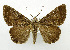  (Amyna punctum - USNM ENT 01068415)  @15 [ ] Unspecified (default): All Rights Reserved  Unspecified Unspecified