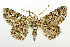  (Cleora immemorata - USNM ENT 01068457)  @15 [ ] Unspecified (default): All Rights Reserved  Unspecified Unspecified