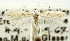  ( - USNM ENT 01068704)  @11 [ ] Unspecified (default): All Rights Reserved  Unspecified Unspecified