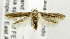  (Blastobasis kenya - USNM ENT 01068946)  @14 [ ] Unspecified (default): All Rights Reserved  Unspecified Unspecified