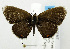  (Eicochrysops - USNM ENT 01068951)  @14 [ ] Unspecified (default): All Rights Reserved  Unspecified Unspecified