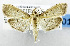  (Herpetogramma jasiusalis - USNM ENT 01069009)  @11 [ ] Unspecified (default): All Rights Reserved  Unspecified Unspecified