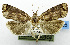  ( - USNM ENT 01069029)  @11 [ ] Unspecified (default): All Rights Reserved  Unspecified Unspecified