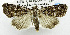  (Hypoperigea lunulata - USNM ENT 01069034)  @14 [ ] Unspecified (default): All Rights Reserved  Unspecified Unspecified