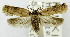  (Psorosticha melanocrepida - USNM ENT 01069154)  @11 [ ] Unspecified (default): All Rights Reserved  Unspecified Unspecified