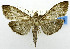  (Herpetogramma servalis - USNM ENT 01069159)  @13 [ ] Unspecified (default): All Rights Reserved  Unspecified Unspecified