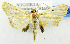  (Lygropia pogonodes - USNM ENT 01069174)  @13 [ ] Unspecified (default): All Rights Reserved  Unspecified Unspecified