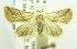  (Eublemma gerti - USNM ENT 00192179)  @13 [ ] Unspecified (default): All Rights Reserved  Unspecified Unspecified