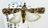  (PhycitinaeGEN sp. ABA4954 - USNM ENT 00192800)  @13 [ ] Unspecified (default): All Rights Reserved  Unspecified Unspecified