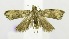  (OlethreutinaeGEN sp. ABV9050 - USNM ENT 00192911)  @13 [ ] Unspecified (default): All Rights Reserved  Unspecified Unspecified