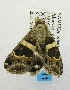  ( - USNM ENT 00193985)  @13 [ ] Unspecified (default): All Rights Reserved  Unspecified Unspecified