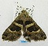  ( - USNM ENT 00193986)  @13 [ ] Unspecified (default): All Rights Reserved  Unspecified Unspecified