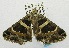  ( - USNM ENT 00193991)  @13 [ ] Unspecified (default): All Rights Reserved  Unspecified Unspecified