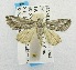 (Zekelita canestriata - USNM ENT 00195083)  @13 [ ] Unspecified (default): All Rights Reserved  Unspecified Unspecified