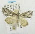  ( - USNM ENT 00195086)  @12 [ ] Unspecified (default): All Rights Reserved  Unspecified Unspecified