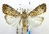  (Hypotacha legrandi - USNM ENT 00195162)  @15 [ ] Unspecified (default): All Rights Reserved  Unspecified Unspecified